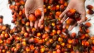 Harga CPO Mendingin Akibat Pasokan Melimpah di Malaysia