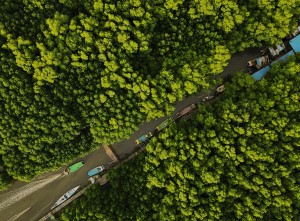 Potensi Habitat Mangrove di Sulawesi Selatan