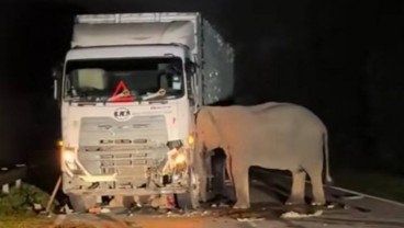 Gajah Tertabrak Truk di Malaysia, Viral Sampai ke Indonesia