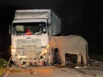 Gajah Tertabrak Truk di Malaysia, Viral Sampai ke Indonesia