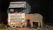 Gajah Tertabrak Truk di Malaysia, Viral Sampai ke Indonesia