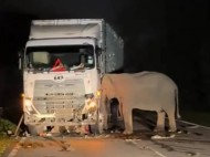 Sederet Fakta Menarik Tentang Gajah yang Dikenal Cerdas