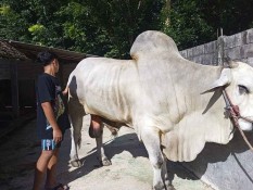 Penampakan Sapi Kurban Prabowo Subianto yang Berbobot Hampir 1 Ton