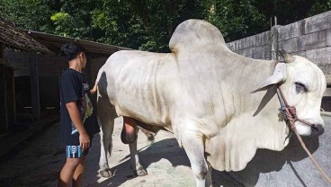Penampakan Sapi Kurban Prabowo Subianto yang Berbobot Hampir 1 Ton