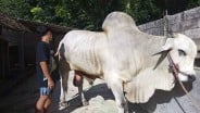Penampakan Sapi Kurban Prabowo Subianto yang Berbobot Hampir 1 Ton
