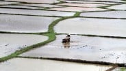 Pupuk Indonesia Cetak Laba Tebal Rp8,66 Triliun Sepanjang 2024