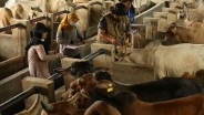 Ketersediaan Hewan Kurban di Sumsel Tahun Ini Capai 73.000 Ekor