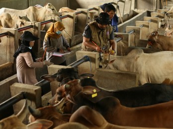 Ketersediaan Hewan Kurban di Sumsel Tahun Ini Capai 73.000 Ekor