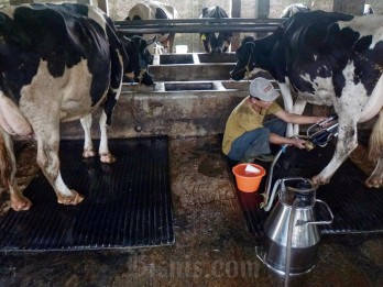 FrieslandCampina Bakal Bangun 40 Peternakan Sapi Perah di RI
