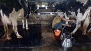 FrieslandCampina Bakal Bangun 40 Peternakan Sapi Perah di RI
