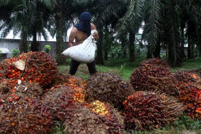 Palm Oil Firms Shift Gear as Industry Stagnates