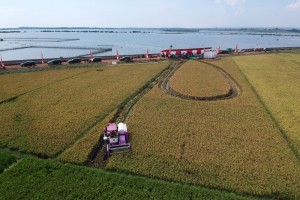Panen Padi perdana di Lahan eks Terdampak Rob