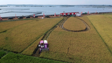 Panen Padi perdana di Lahan eks Terdampak Rob