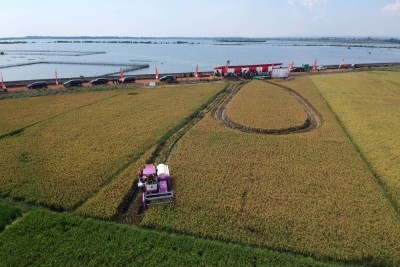 Panen Padi perdana di Lahan eks Terdampak Rob