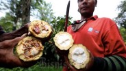 Mars Symbioscience Tawarkan Solusi Pengembangan Kakao