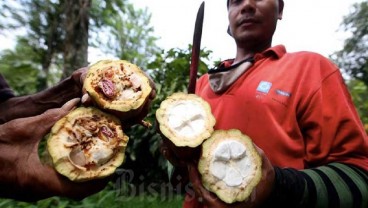 Mars Symbioscience Tawarkan Solusi Pengembangan Kakao