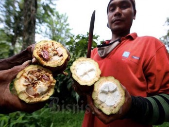 Mars Symbioscience Tawarkan Solusi Pengembangan Kakao