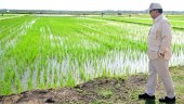 Program Food Estate Banjir Kritik, Agrinas Pangan Mampu Beri Solusi?