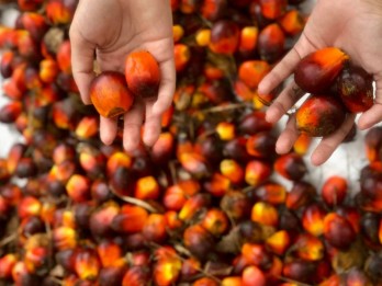 Miliki 29 Entitas Usaha, Sampoerna Agro (SGRO) Awali Perjalanan jadi Perusahaan Holding