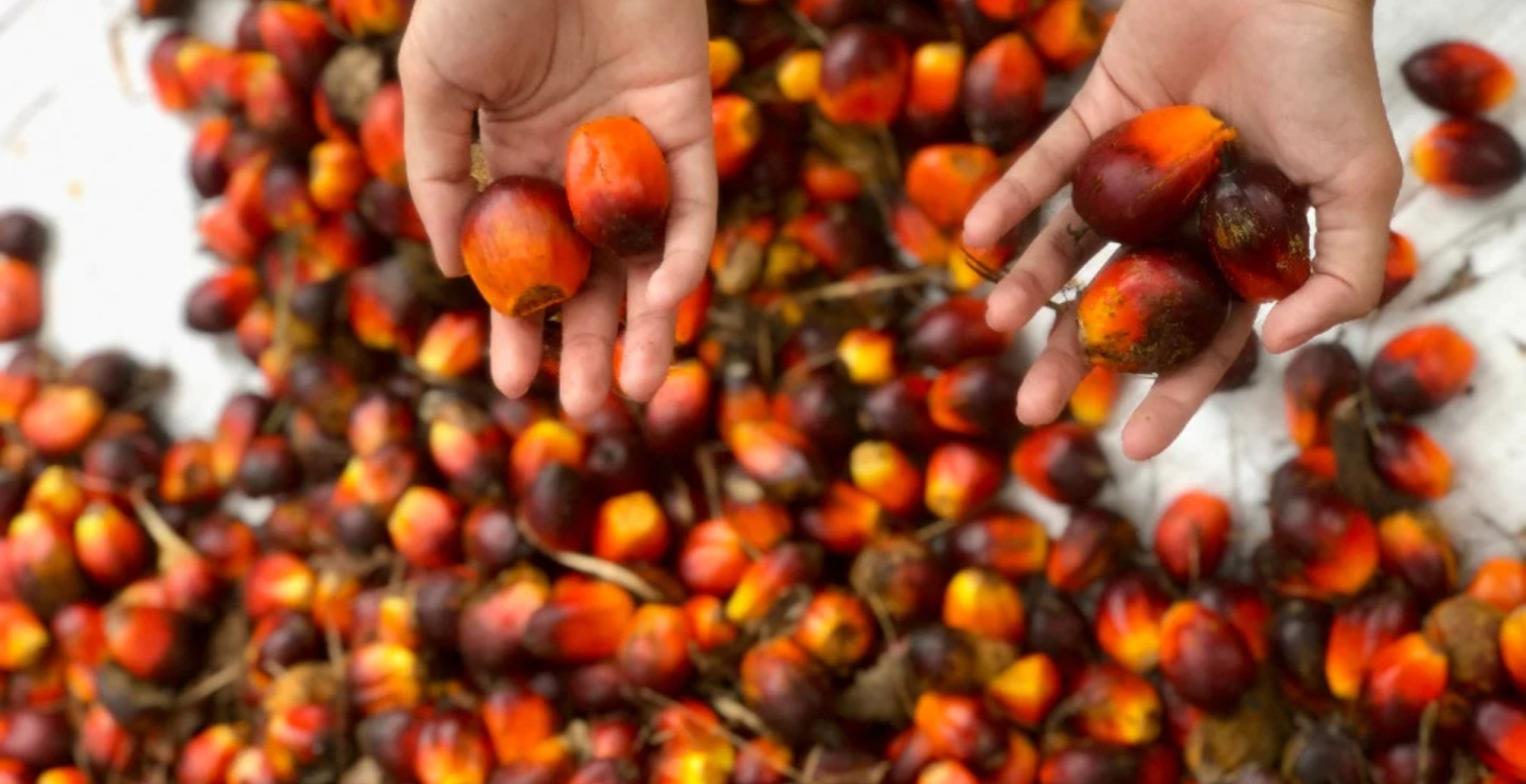 Miliki 29 Entitas Usaha, Sampoerna Agro (SGRO) Awali Perjalanan jadi Perusahaan Holding