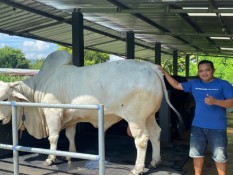 Presiden Prabowo Pilih Anom, Sapi Berbobot 900 Kg untuk Kurban