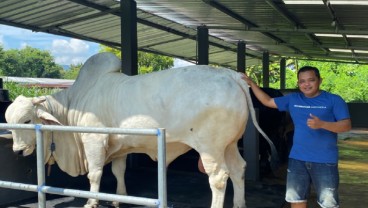 Presiden Prabowo Pilih Anom, Sapi Berbobot 900 Kg untuk Kurban