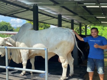 Presiden Prabowo Pilih Anom, Sapi Berbobot 900 Kg untuk Kurban