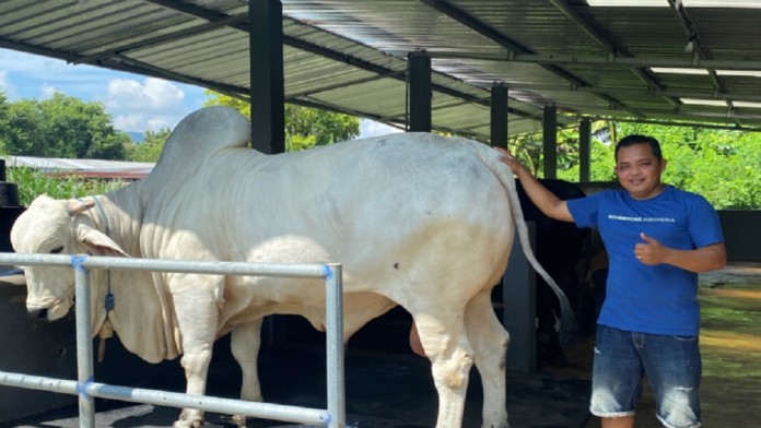 Presiden Prabowo Pilih Anom, Sapi Berbobot 900 Kg untuk Kurban