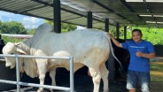 Presiden Prabowo Pilih Anom, Sapi Berbobot 900 Kg untuk Kurban