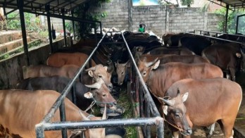 Hukum Kurban Online dan Cara Memilih Lembaga Terpercaya
