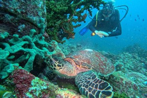 Wisata Bahari di Pulau Weh