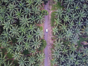 Harga TBS Sawit Sumut Hari Ini Turun Lagi, Tertinggi Rp3.311 per Kg