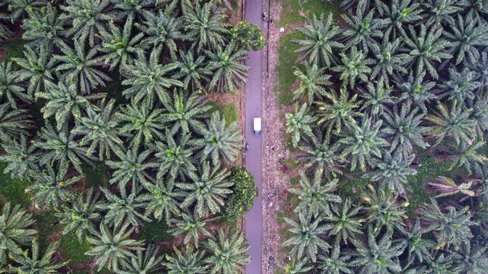 Harga TBS Sawit Sumut Hari Ini Turun Lagi, Tertinggi Rp3.311 per Kg