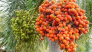 Harga Komoditas Pinang di Sumbar Anjlok, Tersulut Perang India-Pakistan?