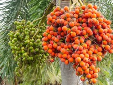 Harga Komoditas Pinang di Sumbar Anjlok, Tersulut Perang India-Pakistan?