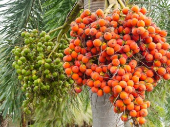 Harga Komoditas Pinang di Sumbar Anjlok, Tersulut Perang India-Pakistan?