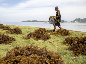 Menangkap Karbon Lewat Budi Daya Rumput Laut