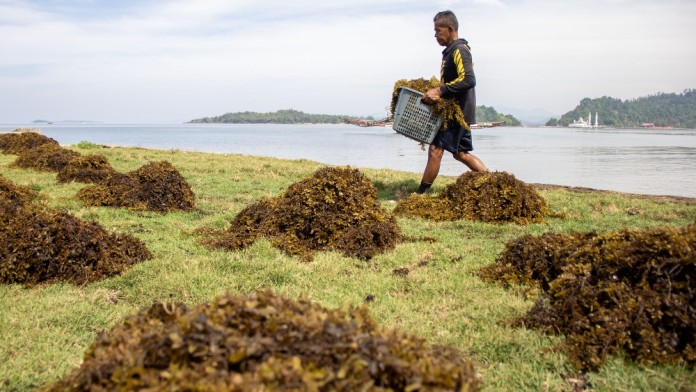 Menangkap Karbon Lewat Budi Daya Rumput Laut