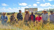 Lumbung Pangan di Papua Selatan Panen Perdana 2,5 Ton per Hektare