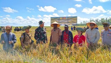 Lumbung Pangan di Papua Selatan Panen Perdana 2,5 Ton per Hektare