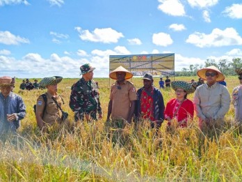 Lumbung Pangan di Papua Selatan Panen Perdana 2,5 Ton per Hektare