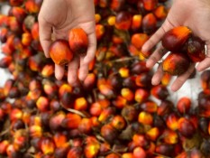 CPO Export Levy Hikes to 10%, What’s Next for SIMP and LSIP Stocks?