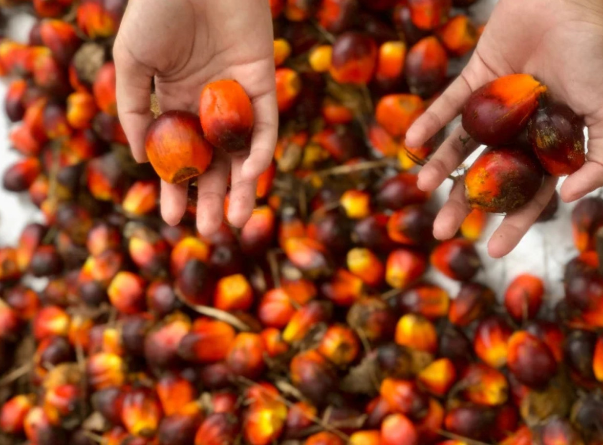 CPO Export Levy Hikes to 10%, What’s Next for SIMP and LSIP Stocks?