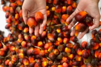 CPO Export Levy Hikes to 10%, What’s Next for SIMP and LSIP Stocks?
