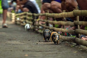 Tradisi Karapan Marmot di Lumajang Jawa Timur