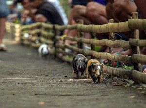 Tradisi Karapan Marmot di Lumajang Jawa Timur