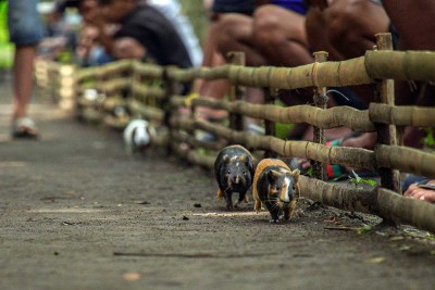 Tradisi Karapan Marmot di Lumajang Jawa Timur