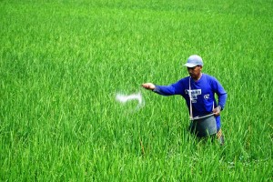 Alokasi Pupuk Bersubsidi di Jawa Timur Mengalami Penurunan Akibat Serapan 2024 Tidak Mencapai 100%