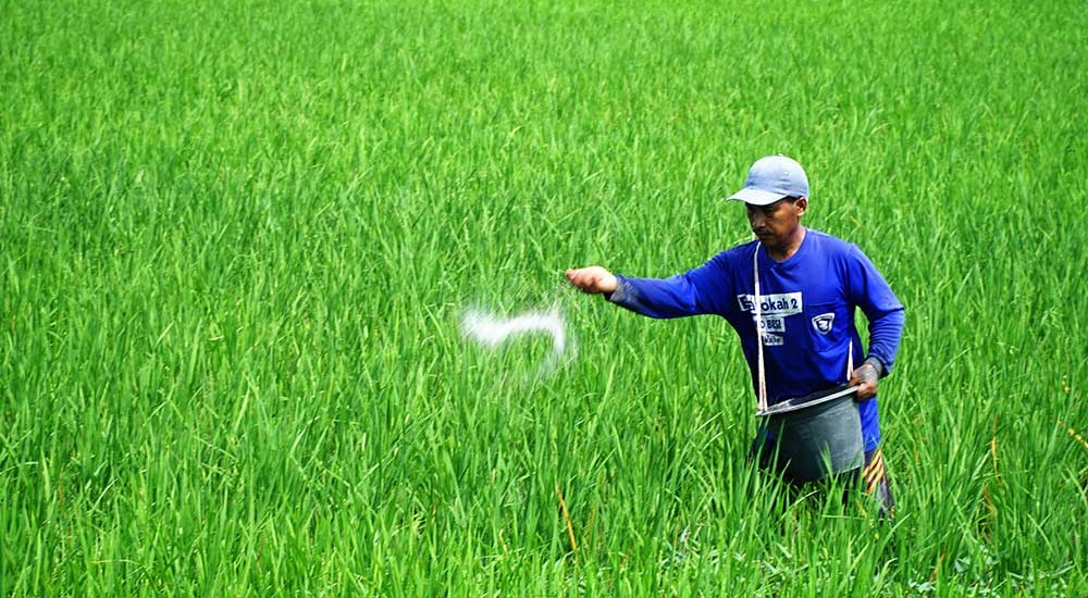 Alokasi Pupuk Bersubsidi di Jawa Timur Mengalami Penurunan Akibat Serapan 2024 Tidak Mencapai 100%