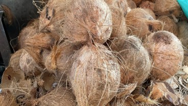 Menanti Nasib Pungutan Ekspor Kelapa di Tengah Krisis Bahan Baku